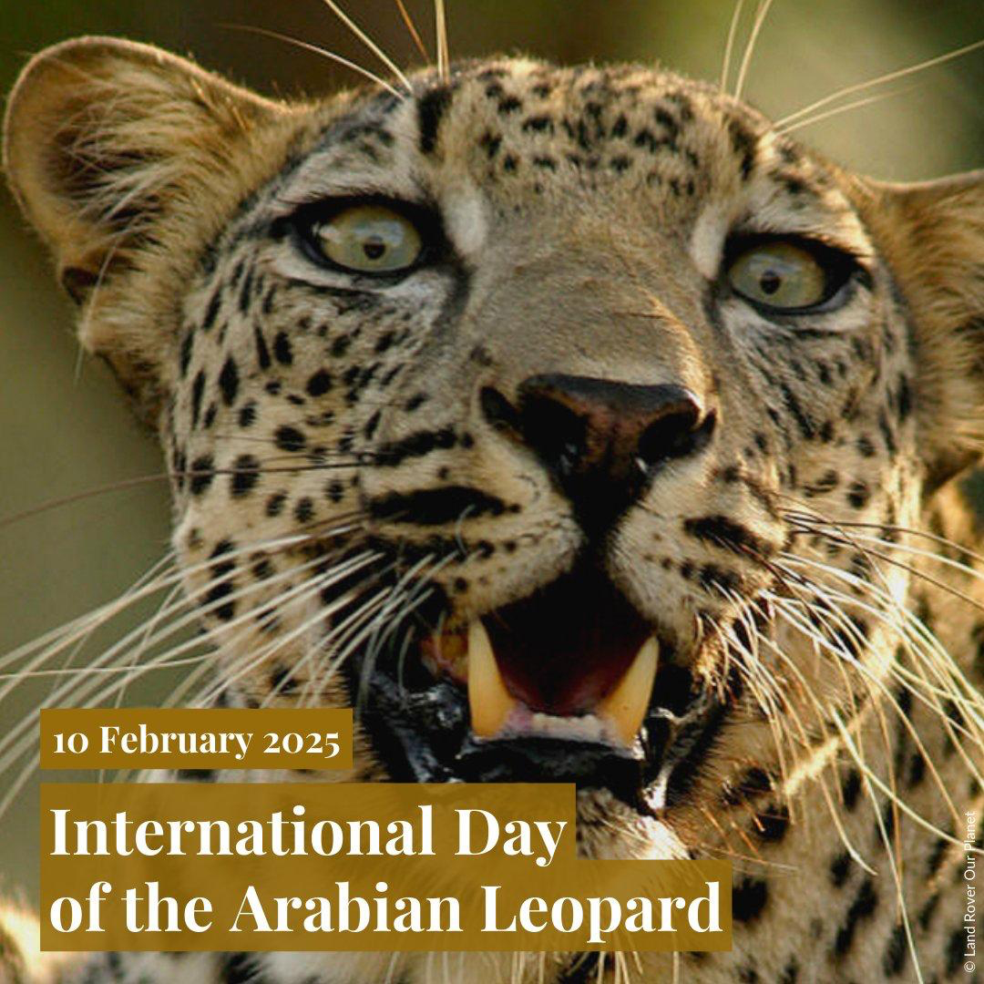 Celebrating the International Day of the Arabian Leopard